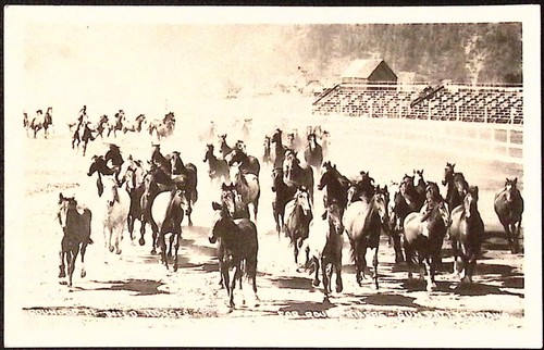 Roundup wild horses for - roundup,