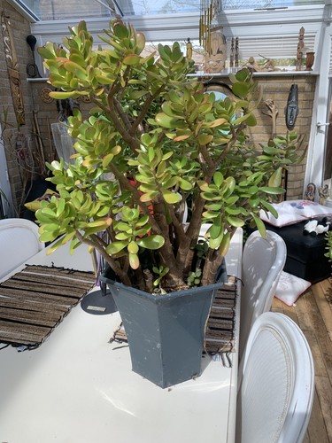 Giant lucky money jade - jade, plant