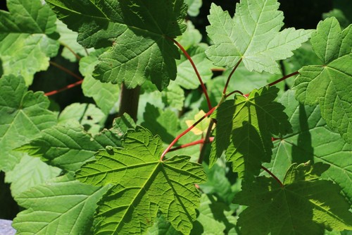 Sycamore tree sapling new - sapling, 5