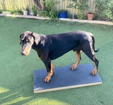 Handcrafted Dog Training