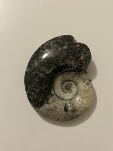 Polished goniatite fossil - polished,