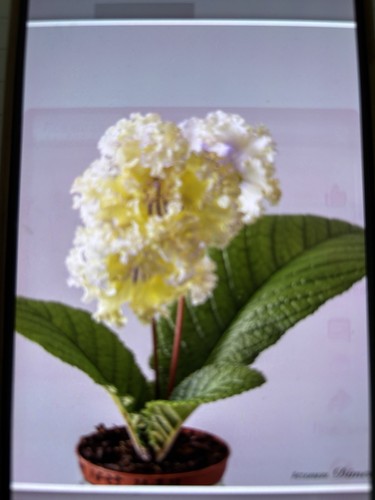 Streptocarpus 2825 golden - 2825,