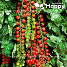 TOMATO SEEDS SWEET MILLION -