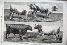 Old antique print 1862 cattle - antique,