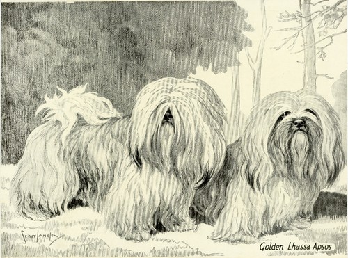 Lhassa apsos dogs - apsos,