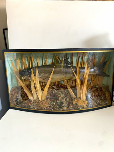 Vintage taxidermy barbel fish - vintage,