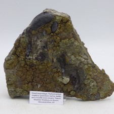 Triassic rhaetic bone fossil - bone,