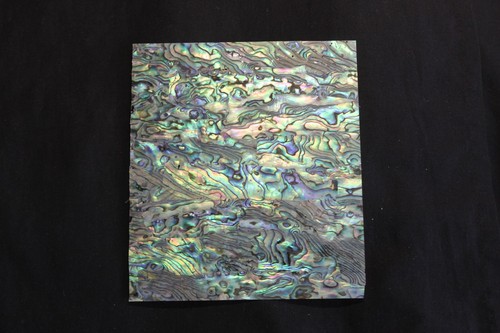 Superb new zealand abalone - superb,
