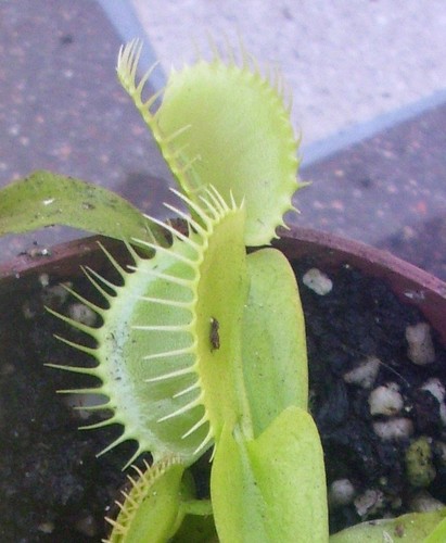 Dionaea muscipula venus - dionaea, fly