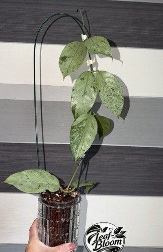 Hoya coriacea silver rooted - hoya,