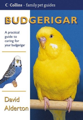 Budgerigar collins family pet - budgerigar,