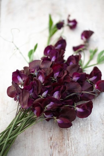 Sweet pea black knight - sweet, old