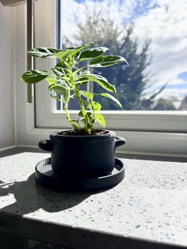 Kitchen plant pot - plant,