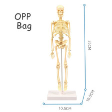 3D Human Body Torso Model