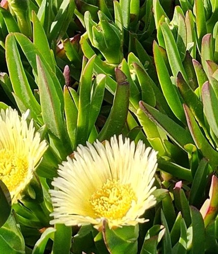 Cream organic carpobrotus - cream,