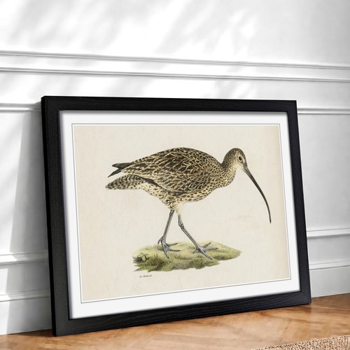 Eurasian curlew animal vintage - curlew,