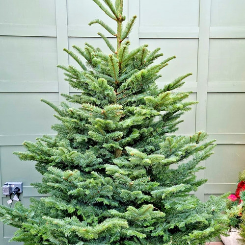 Free shipping noble fir - -, live