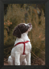 Springer Spaniel puppy Framed