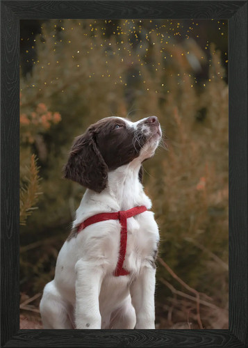 Springer spaniel puppy framed - springer,