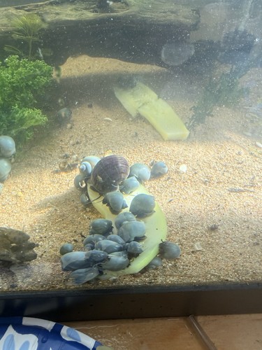 Awesome blues and jade - , mystery