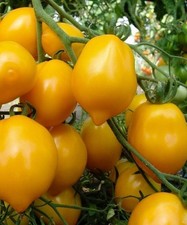 Tomato Yellow of Vesuvio  x 2