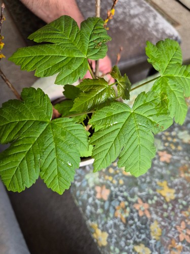 Horse chestnut tree - horse,