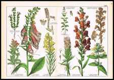 1887 Botanical