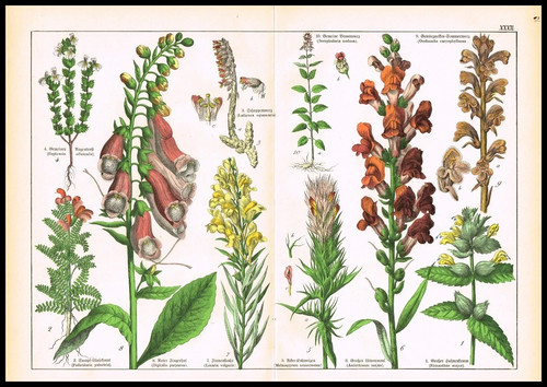1887 botanical - 1887,