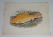 LYDON Golden Tench Houghton's