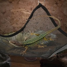 2 Pcs Lizard Hammock Reptile Hammocks Lizard's Bed Toys for Pet Lizards