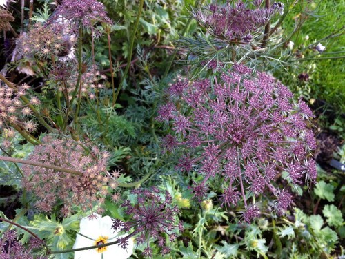 Daucus carota black knight - 'black, knight'