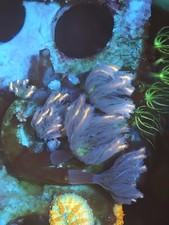 papaya clove polyps Frag