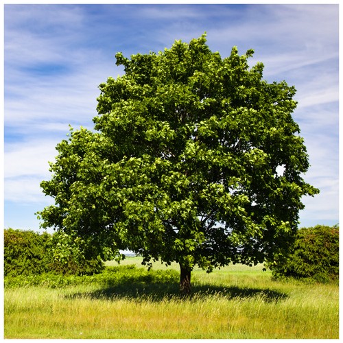 Field maple hedging - 10, hedging,