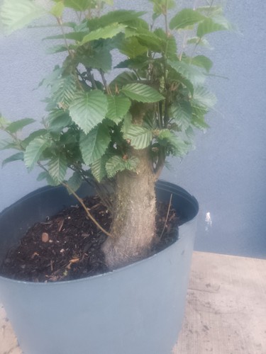 Hornbeam bonsai tree shohin - hornbeam,
