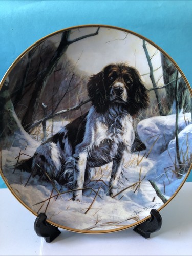 Springer spaniel a - spaniel, winter