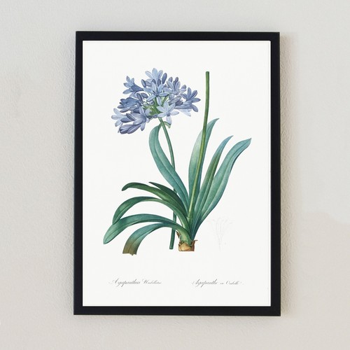 Vintage botanical flowers - vintage,