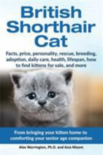 British shorthair cat - cat:, from