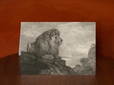 A Lion resting on a Rock by
