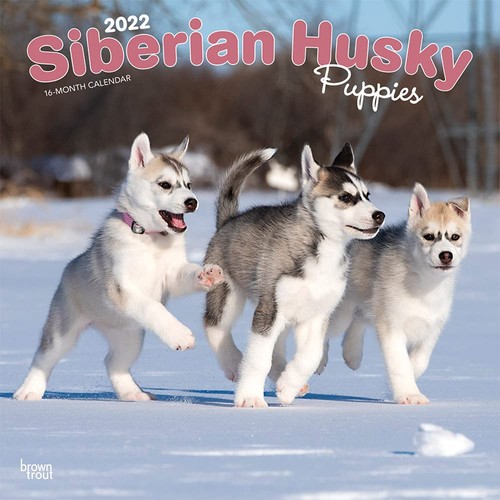 Siberian husky puppies 2022 - husky, 12