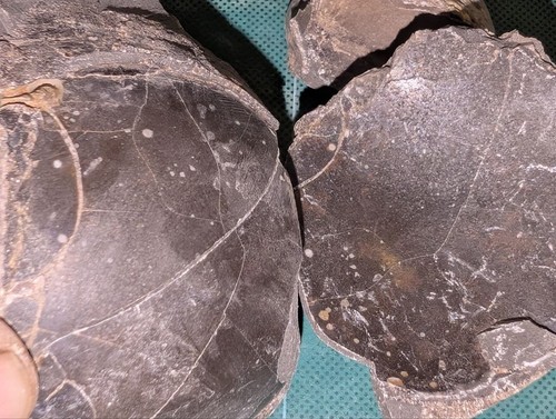 Mixed fossil lot - lot,