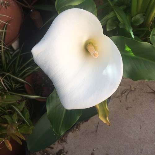 Live plants white calla lily - white,