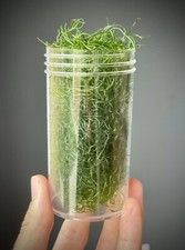 Chaetomorpha Refugium Macroalgae - Fast growing -  Chaeto