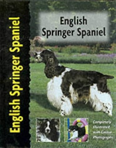 English springer spaniel dog - springer, (dog