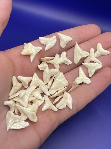 Lot modern shark teeth - 2,
