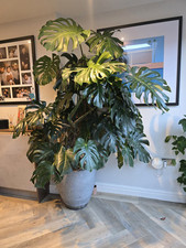 Swiss Cheese Plant Monstera