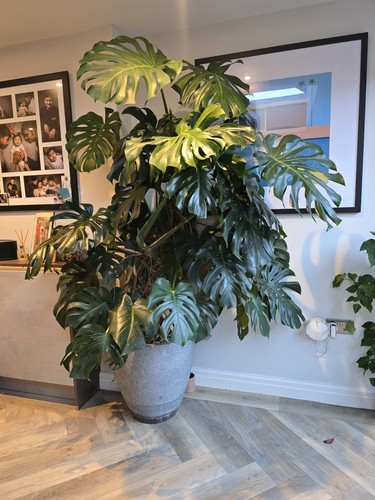 Swiss cheese plant monstera - swiss,