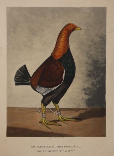 Fighting cock - fighting,