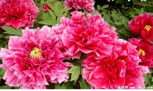 Deep pink japanese tree peony - deep,