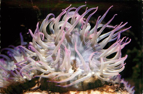 Postcard sea anemone the - postcard,