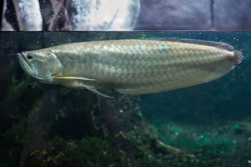 Live tropical fish - tropical, arowana